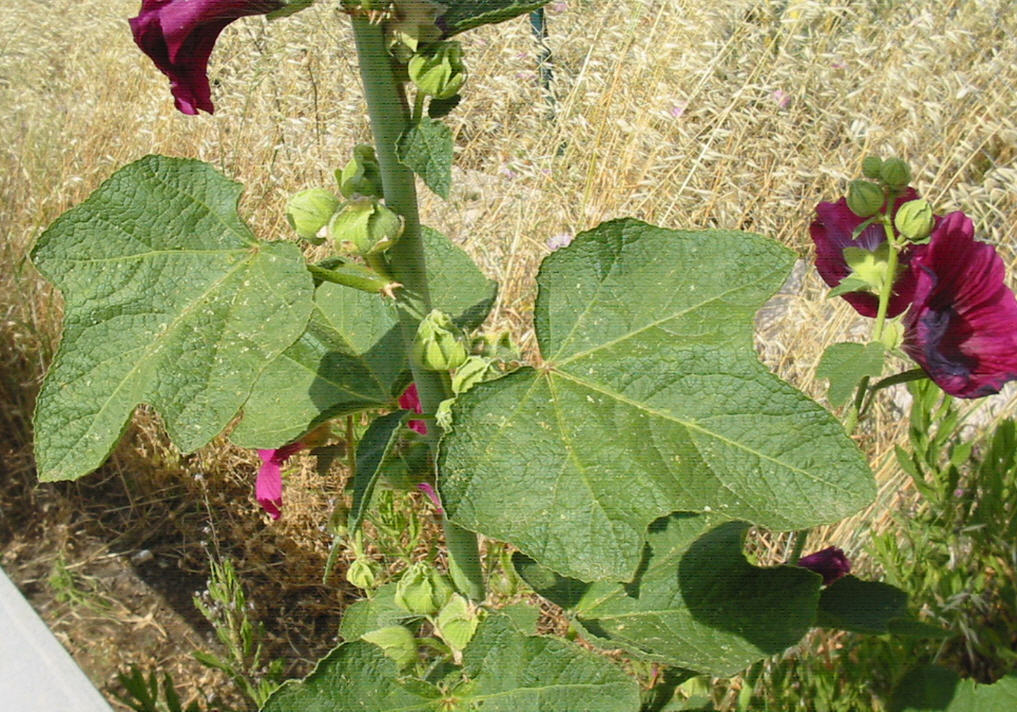 Alcea rosea / Malvone roseo